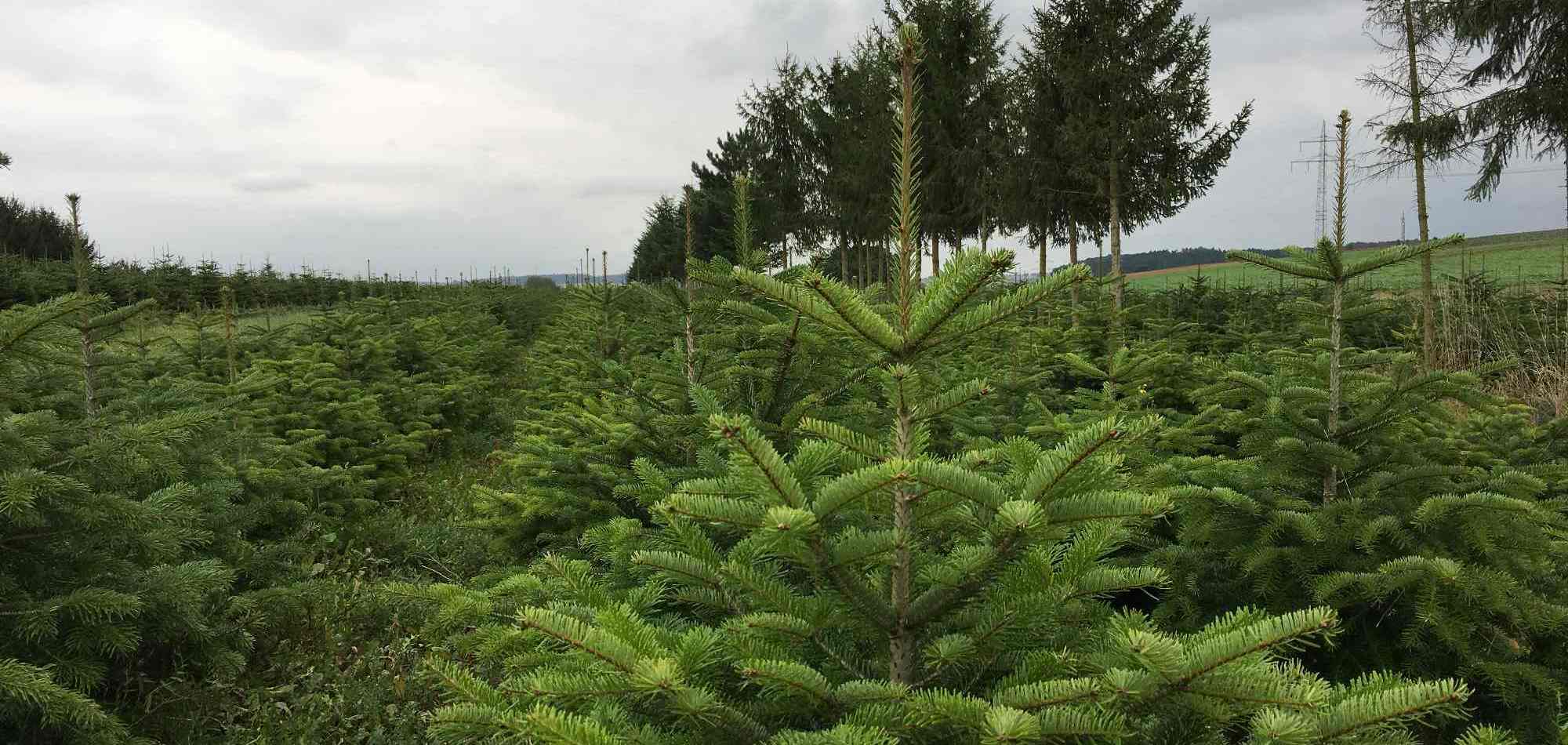 Weihnachtsbaumverkauf