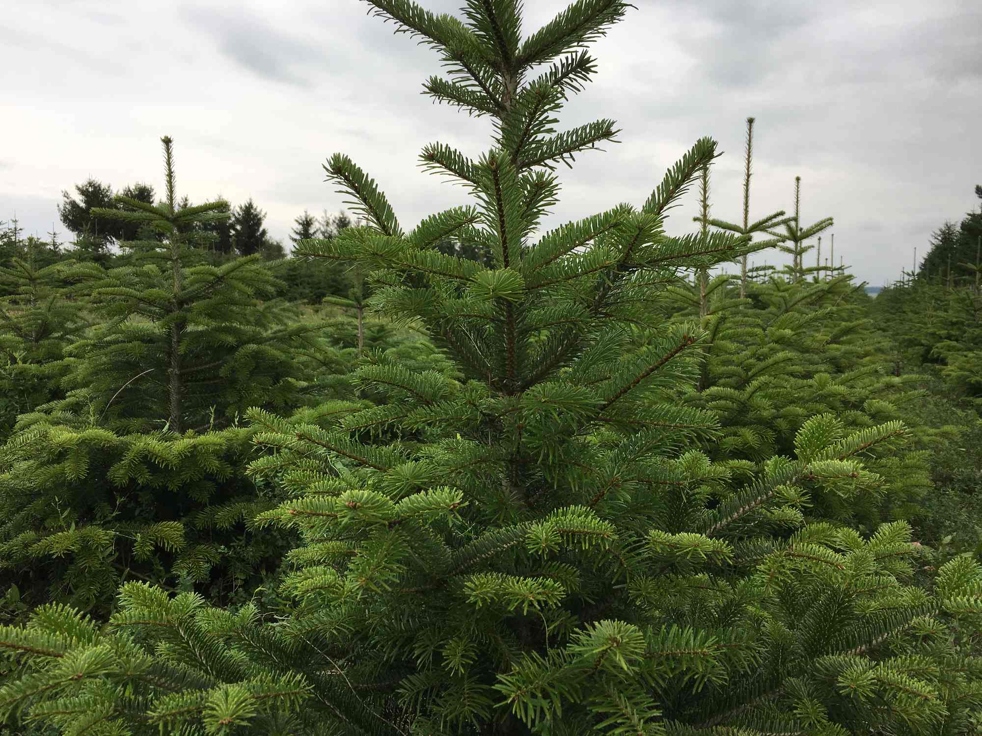Weihnachtsbaumverkauf