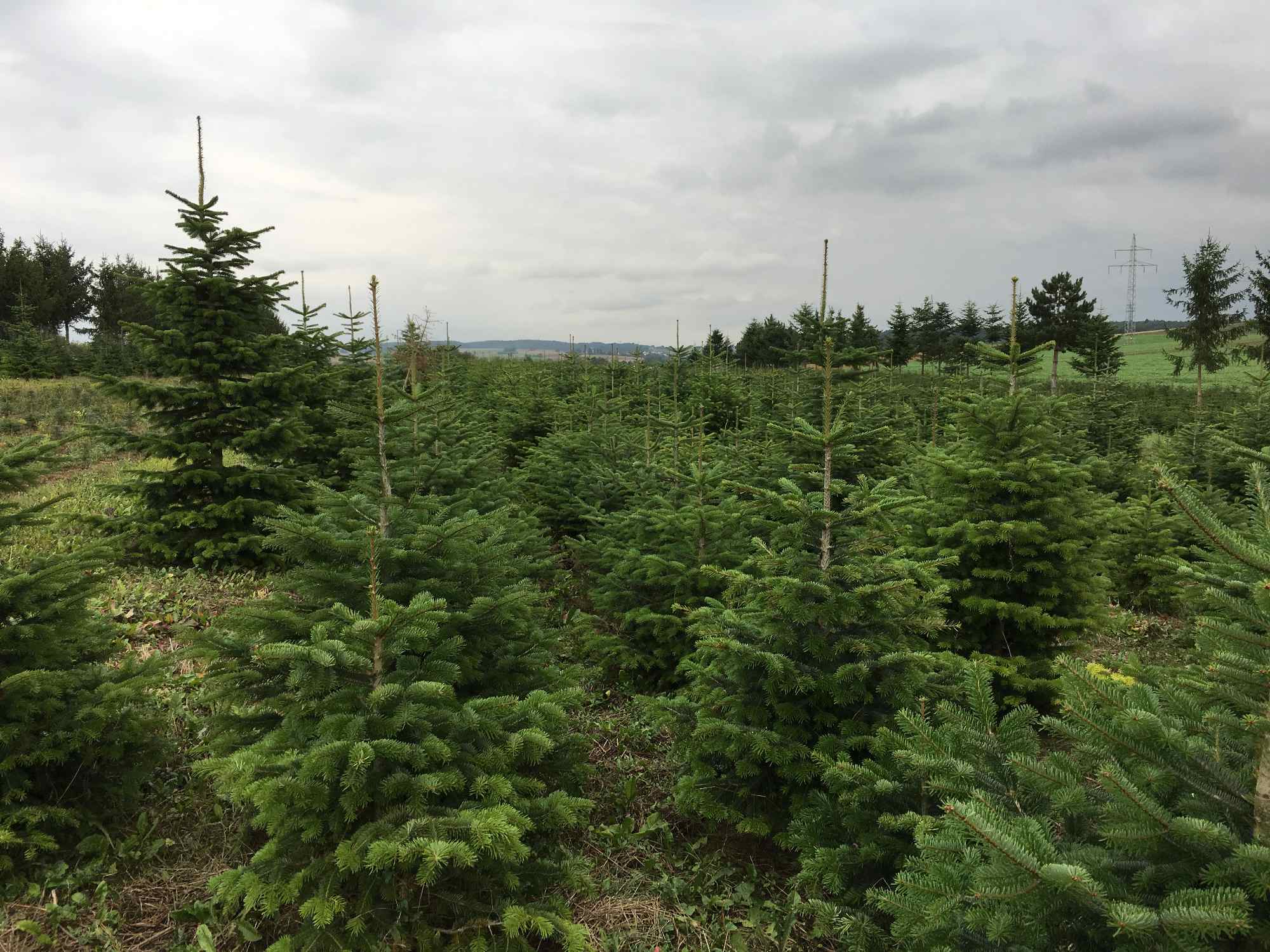 Weihnachtsbaumverkauf